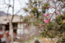 봄 소식 전하는 광양 다압면 홍매화