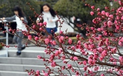 봄소식 전하는 홍매화에 신바람 난 동심