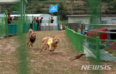 천연기념물 53호 진도개 공연·경주 시작