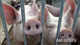 유럽서 가장 많이 키우는 가축은?…답은 돼지