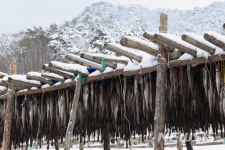 춘삼월 인제 황태마을 설경