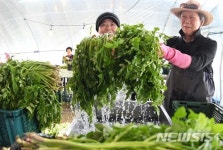 거창 가조 온천 미나리 출하
