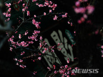 홍매화 핀 통도사 영각