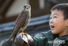 서울 도심서 매사냥 체험해요