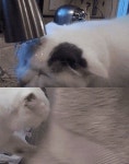 고양이 세수 실제 상황‥물을 싫어해 깜짝 단장