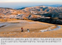 [대관령 목장] 언가슴 감싸는 넉넉한 겨레의 품