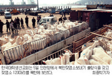 젖염소 120마리 “北어린이에 희망을”…CCC 젖염소운동본부 인천서 올 첫 출항식
