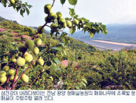 6월 섬진강…매실 여물고