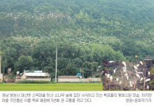 “백로야 오지 마라 우리마을 다죽는다”…‘제2 까치’ 전락