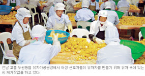 남향유자식품영농조합법인 | [전남] 고흥 유자 ‘수출 효자상품’ 명성