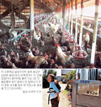 [국내 첫 발생지역 음성 르포] “또 조류독감 공포…철새가 무섭다”