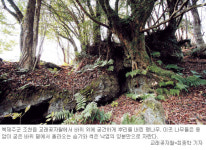 [제주 관광특구로 뜨나 생태파괴로 지나] 교래곶자왈에 가보니