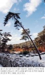[눈꽃세상 안면도] 저 소나무 휘어진 까닭 세월의 무게인가 눈의 무게인가