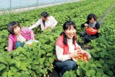 [춘삼월 충청도 오감여행] 味―논산 딸기마을…무공해 꿀맛