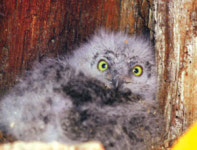 신안 고이도 소쩍새가족 구출작전… 수령 270년된 팽나무 외과수술중 발견