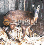 멸종위기，사향노루!…  20년만에 첫 공개