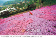 [수도권 식물원·수목원―여주 해여림] 눈 시린 꽃잔디… 탁트인 산책길
