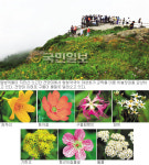 한여름 야생화들의 향연 ‘지리산 노고단’… 구름속 하늘정원 열렸네