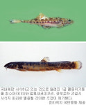 “대운하는 사상최대 생태계 파괴사업 멸종위기 58種 서식처 잃어”