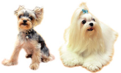 국내 최초 뮤지컬 스타견 탄생… ‘오즈의 마법사’ 주연 강아지로 2마리 더블 캐스팅