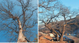 재래종 정읍 청실배나무·평창 밤나무 천연기념물 된다