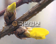 개화，10년새 10일 빨라졌다
