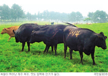 토종 ‘흑우’ 명품 만든다… 제주，생명공학기술 이용 대량 증식 착수