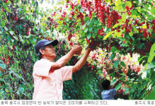 오미자，농가소득 효자로 떴네… 2008년 2억4000만원 수입