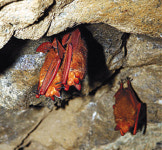 도로공사로 사라졌던 황금박쥐, 충주 쇠꼬지 동굴에 다시 나타나