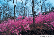 [고규홍의 식물 이야기] 진달래꽃, 봄향기 입안 가득