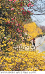 [여행메모-목포] 목포역서 30분 걸으면 삼학도… 유달산엔 개나리·동백꽃 활짝