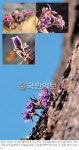 하늘 향해 꼿꼿이 도도한 자태여！… 꽃망울 터뜨린 정선∼영월 동강할미꽃