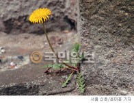 [계절의 발견] 해병대처럼 강한 민들레