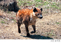 [배진선의 동물 이야기] 진정한 사냥꾼 하이에나