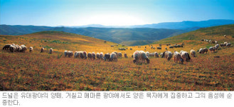 [성지이야기] 광야의 양떼