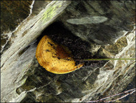 “히말라야산 석청, 구입하지 마세요”