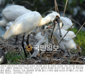 여름새들의 고향…그곳엔 순결한 생명이 날개를 편다