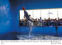 울산 남구 고래생태체험관… 장생포 돌고래 쇼 보러 오세요