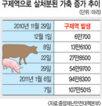 [구제역 방역실태 살펴보니] 충남 서천, 인접지 발병 4일 지나 초소 설치