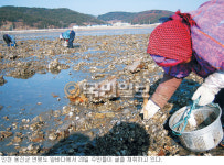 ‘상처’ 부여잡은 채 굴 캐고 그물 손질하고 식당 문 열고… 조심 조심 안정 되찾는다