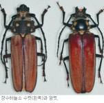 장수하늘소 인공증식 성공… 유충 38마리 태어나
