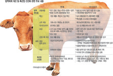 [축산 선진화 방안] 구제역 대재앙 부른 밀집사육 언급 없어 ‘반쪽 대책’
