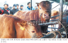 ‘명품 한우’ 산실 횡성가축시장을 가다… ‘구제역’ 사태 후 136일 만에 재개장