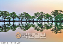 [여행메모-경산 반곡지] 연꽃·갈대꽃도 품어…  특색있는 저수지 많아