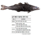 한국 어선 ‘메로’ 남획 국제 망신… 국제기구에 4년연속 적발