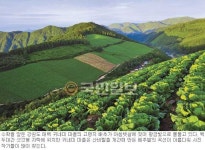백두대간 이슬 먹고 속 꽉 채운 ‘金배추’… 고랭지 배추 출하 앞둔 태백 귀네미 마을