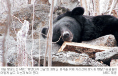 지리산에 반달곰 쌍둥이 새끼가 살고 있다… ‘휴먼다큐 그날-지리산 반달곰 추적’