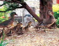 두 어미 원앙의 육아일기… ‘TV동물농장’