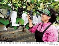 [마을공동체가 뜬다] 지역 살리는 공동체… 화성 송산 포도마을을 가다