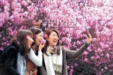 [포토 카페] 진달래 만발한 교정